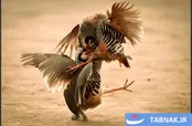 عکس: نبرد کبک‌ها؛ سنت کهن کُردی