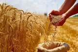 تولید ملی در اتاق ICU / پایان خوش برای دلال، پایان تلخ برای کشاورز !