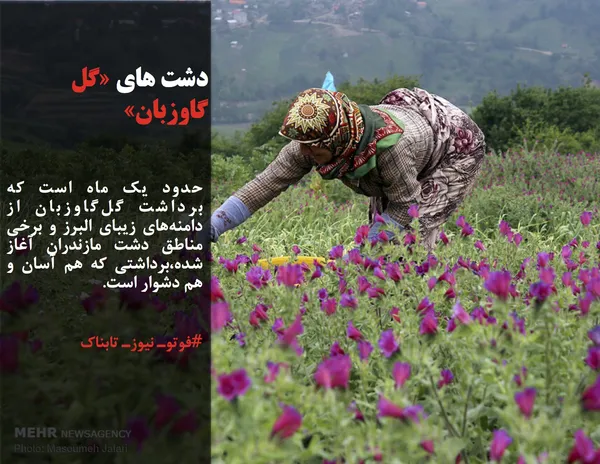 حدود یک&zwnj; ماه است که برداشت گل&zwnj;گاوزبان از دامنه&zwnj;های زیبای البرز و برخی مناطق دشت مازندران آغاز شده،&zwnj;برداشتی که هم آسان و هم دشوار است.
