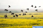 جلوه‌ای از حیات وحش در جنگل‌های آب‌گیر بورسا