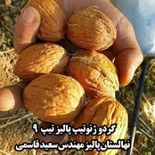 با کاشت نهال های مقاوم به سرما و آفات پالیز نهال به راحتی از باغتان سود برداشت کنید