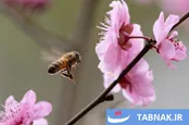 جشنواره شکوفه‌های گیلاس سیدنی ۲۰۲۵؛ زیبایی در دل باران