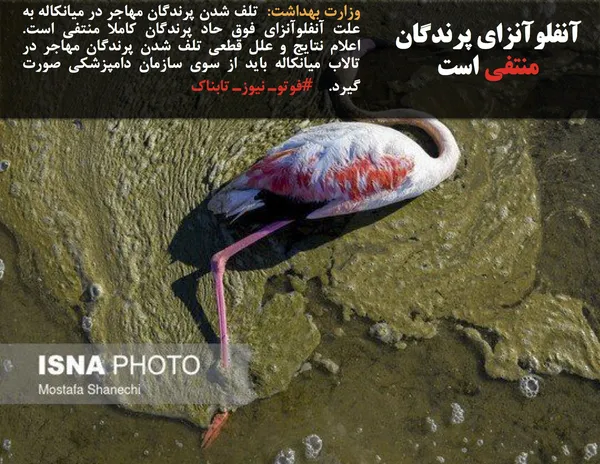 وزارت بهداشت:  تلف شدن پرندگان مهاجر در میانکاله به علت آنفلوآنزای فوق حاد پرندگان کاملا منتفی است. اعلام نتایج و علل قطعی تلف شدن پرندگان مهاجر در تالاب میانکاله باید از سوی سازمان دامپزشکی صورت گیرد.    #فوتوـ نیوزـ تابناک

