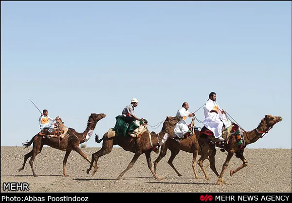 مسابقات شتر سواری قهرمانی کشور صبح روز جمعه در روستای مصر برگزار شد.