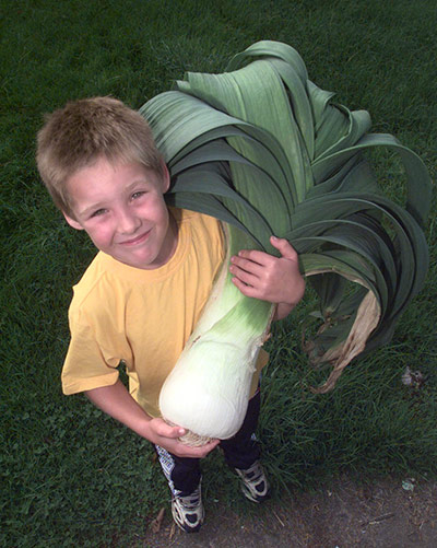 Giant Vegtables