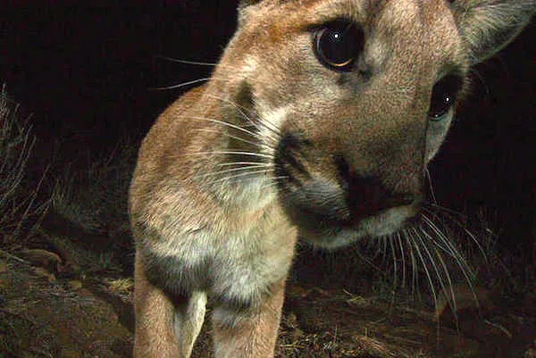 شیر کوهی در کوه سانتا مونیکا در کالیفرنیا
پارک ملی آمریکا به دقت شیر کوهی سانتا مونیکا را تحت نظر قرار داده بودند که این توله شیر نر به طور ناگهانی به سمت دوربین می رود و این عکس زیبا گرفته می شود.