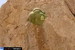 تابناک