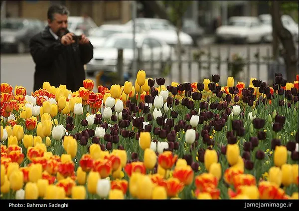گلهای لاله در بوستانهای تهران رنگ و بوی بهاری به پایتخت بخشیده اند.
یکشنبه 18-01-92	
