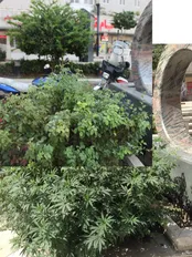 فیلم: تبدیل باغچه ماری‌جوانا به باغچه گل رز در تهران!
