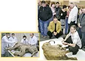 نمایش جسد ماموت ۴۲ هزار ساله در لندن