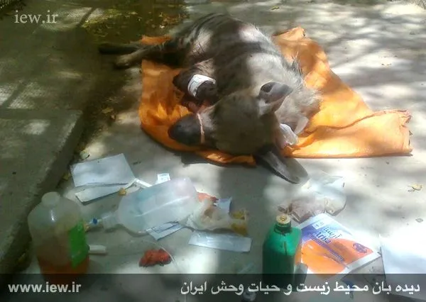 تابناک