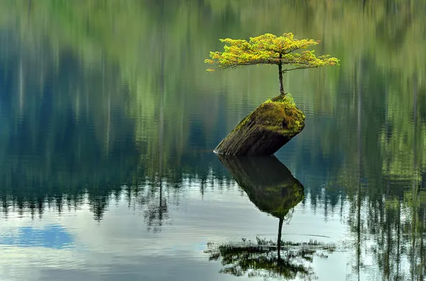 بن&zwnj;سای کوچک میان آب&zwnj;ها