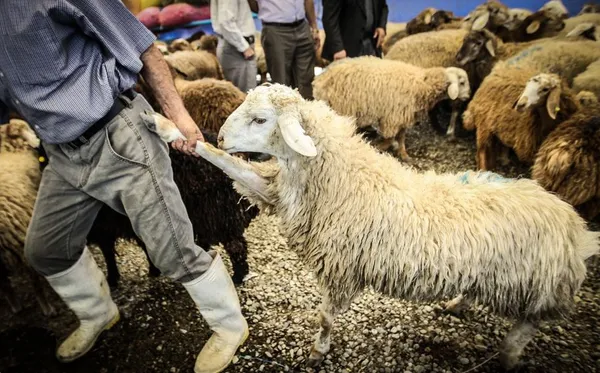 بر اساس اعلام رییس اتحادیه گوشت گوسفندی ۵۰ تا ۶۰ هزار راس دام برای قربانی در ۵۵ نقطه استان تهران عرضه می&zwnj;شود. به گفته وی گروه&zwnj;های ثابت و سیار دامپزشکی استان هم از لحاظ بهداشتی و شرعی نظارت می&zwnj;کنند./IRNA
