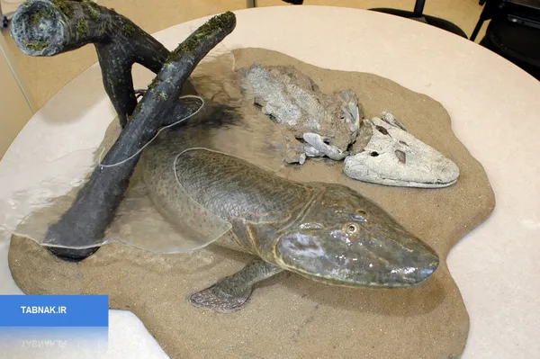 tiktaalik
