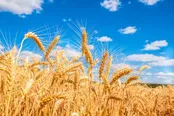 تولید ملی در اتاق ICU / پایان خوش برای دلال، پایان تلخ برای کشاورز !