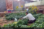 تابناک
