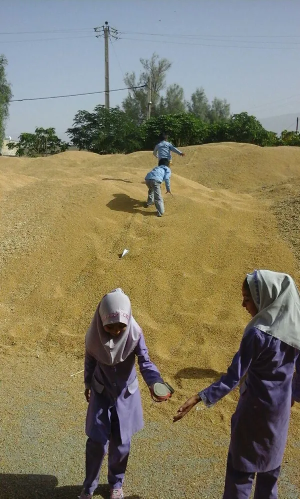 گندم
