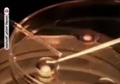 استخراج اسپرم از کشته‌شدگان حمله حماس!