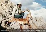 قاتل حیات وحش