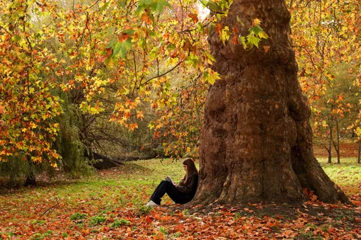 عکس: پاییز، شعر رنگ‌ها بر بوم جهان