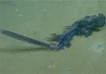 تابناک