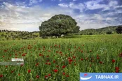 ایلام سرزمین چهارفصل