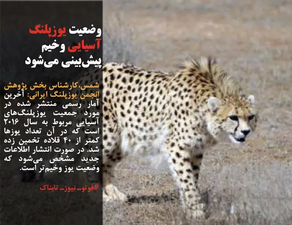 شمس،کارشناس بخش پژوهش انجمن یوزپلنگ ایرانی: آخرین آمار رسمی منتشر شده در مورد جمعیت یوزپلنگ&zwnj;های آسیایی مربوط به سال ۲۰۱۶ است که در آن تعداد یوزها کمتر از ۴۰ قلاده تخمین زده شد. در صورت انتشار اطلاعات جدید مشخص می&zwnj;شود که وضعیت یوز وخیم&zwnj;تر است.
