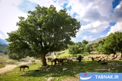 عکس: زندگی در حرکت؛ روایت مردمان کوچ‌نشین بختیاری