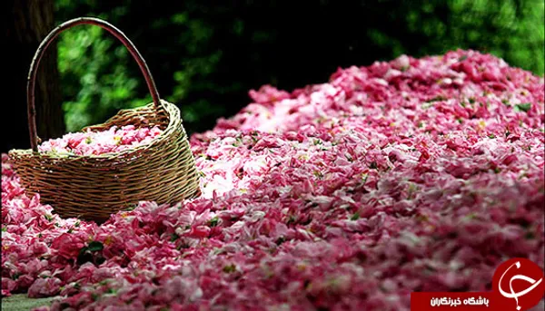 این ماه یعنی چند هفته&zwnj;ای از اردیبهشت، فرصت خوبی برای دیدن گلاب&zwnj;گیری از نزدیک است که می&zwnj;توان زیبایی و بوی خوش و دل انگیز این گل&zwnj;ها قبل از جدا شدن از شاخه&zwnj;ها باعث شده تا صدها هزار گردشگر داخلی و خارجی به کاشان سفر کنند و شاهد مراسم گلاب گیری باشند. 
