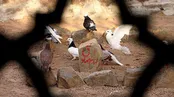 قبر خاکی ؛ حسین طاهری