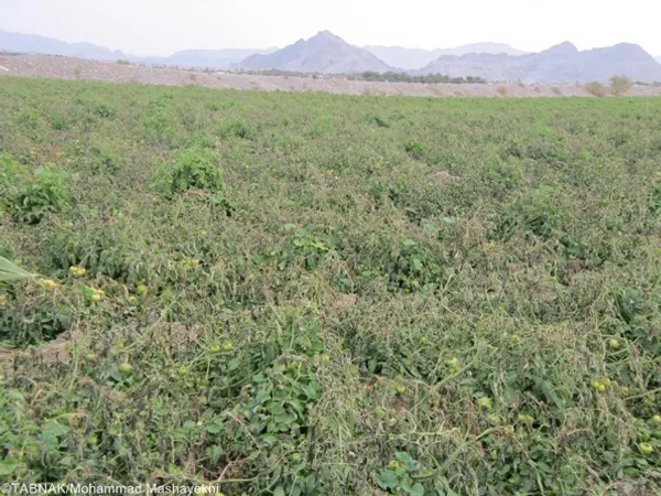 سرما زدگی و از بین رفتن گوجه فرنگی