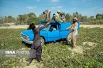 تابناک