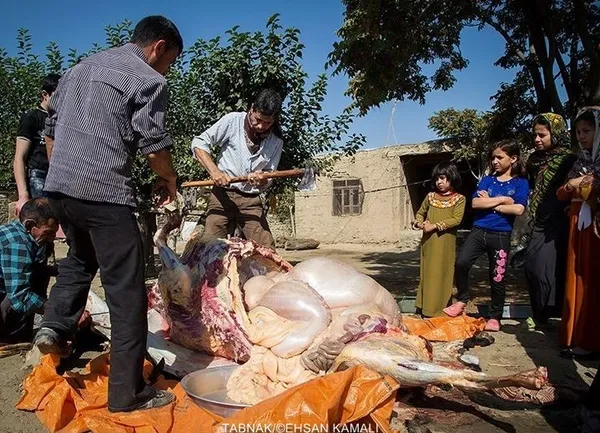 مربیان سنتی اسب در این منطقه از پوست گوسفند قربانی برای درمان زخم های پوست و مفاصل اسب استفاده می کنند.