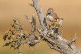 عکس: برترین‌های مسابقات عکاسی BirdLife استرالیا