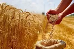 تولید ملی در اتاق ICU / پایان خوش برای دلال، پایان...