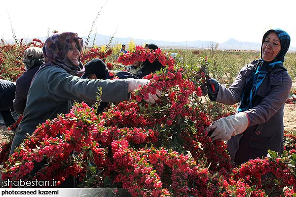  آغاز برداشت زرشک در خراسان جنوبی