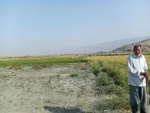 کشاورزی