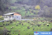 عکس: رنگ‌آمیزی پاییز در جنگل‌های گرگان