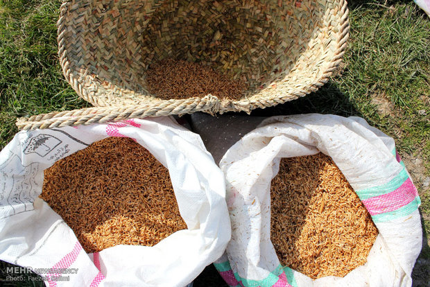 بانوی شالیکار