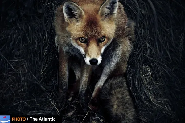 Sam Morris/National Geographic Photo Contest