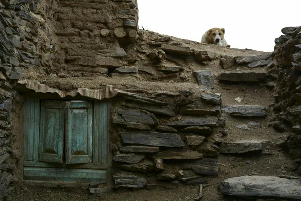 علی کاویانی
