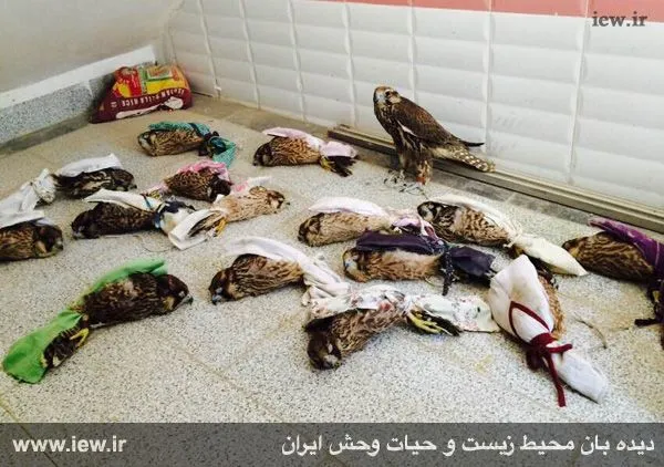 تابناک