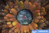 عکس: طبیعت خارق‌العاده؛ جوایز جهانی عکاسی ۲۰۲۵