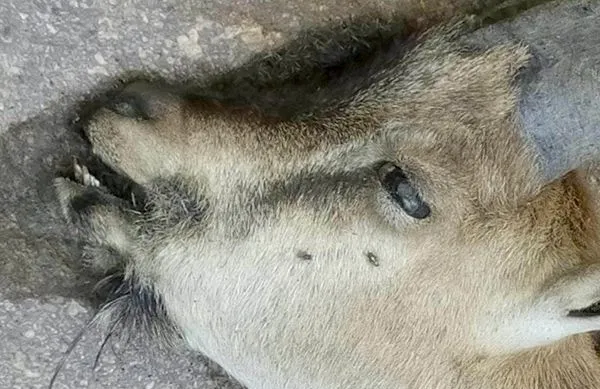 تابناک