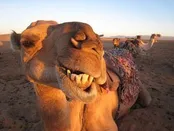 بازار داغ «جراحی زیبایی شتر» در عربستان!