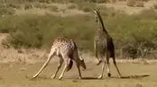 نبرد مرگبار زرافه‌ها؛ بازنده خوراک شیرها شد
