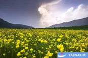 دورود پایتخت طبیعت ایران