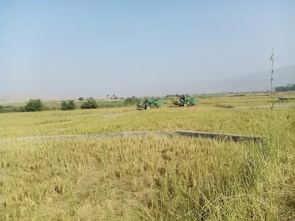 شالیزار