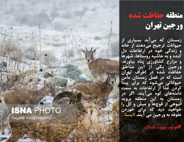 زمستان که می&zwnj;آید بسیاری از حیوانات ترجیح می&zwnj;دهند از خانه و زندگی خود در ارتفاعات دل کنده و به حاشیه روستاها، شهرها و مزارع کشاورزی پناه بیاورند. ورجین یکی از این مناطق حفاظت شده در اطراف تهران است که در فصل زمستان مأمن حیواناتی می&zwnj;شود که برای پیدا کردن غذا از ارتفاعات به سمت دامنه&zwnj;های کوه می&zwnj;آیند. اگر در زمستان به این منطقه بروید انبوهی از قوچ&zwnj;ها و میش و کل را خواهید دید که برای خوردن علوفه به ورجین می آیند./ایسنا
