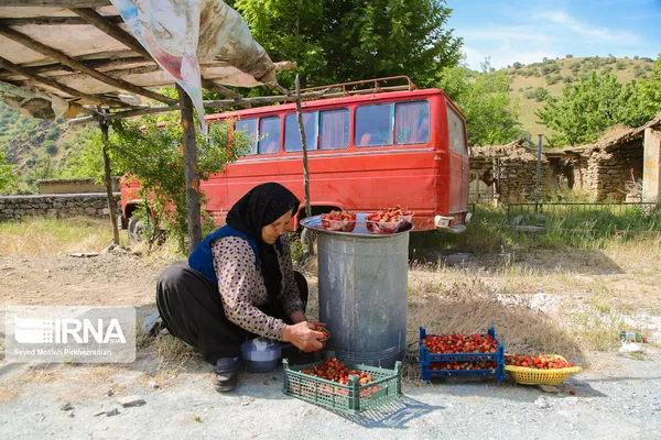 برداشت توت فرنگی در کردستان